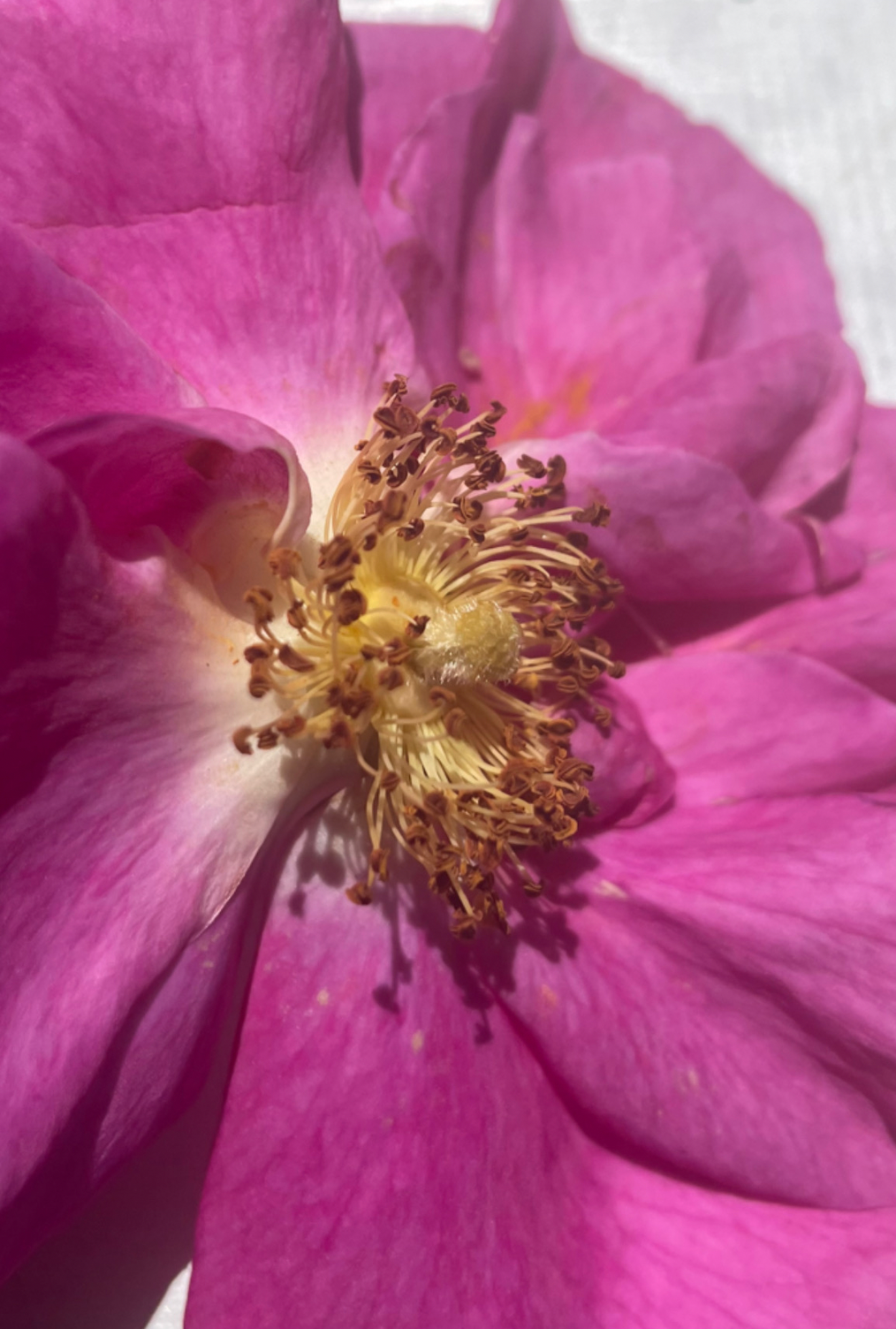 Smell The Roses - Handmade Soap