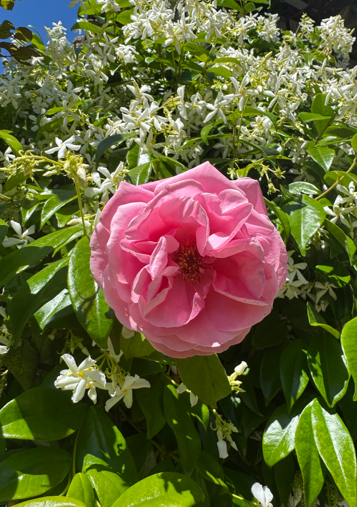 Smell The Roses - Handmade Soap